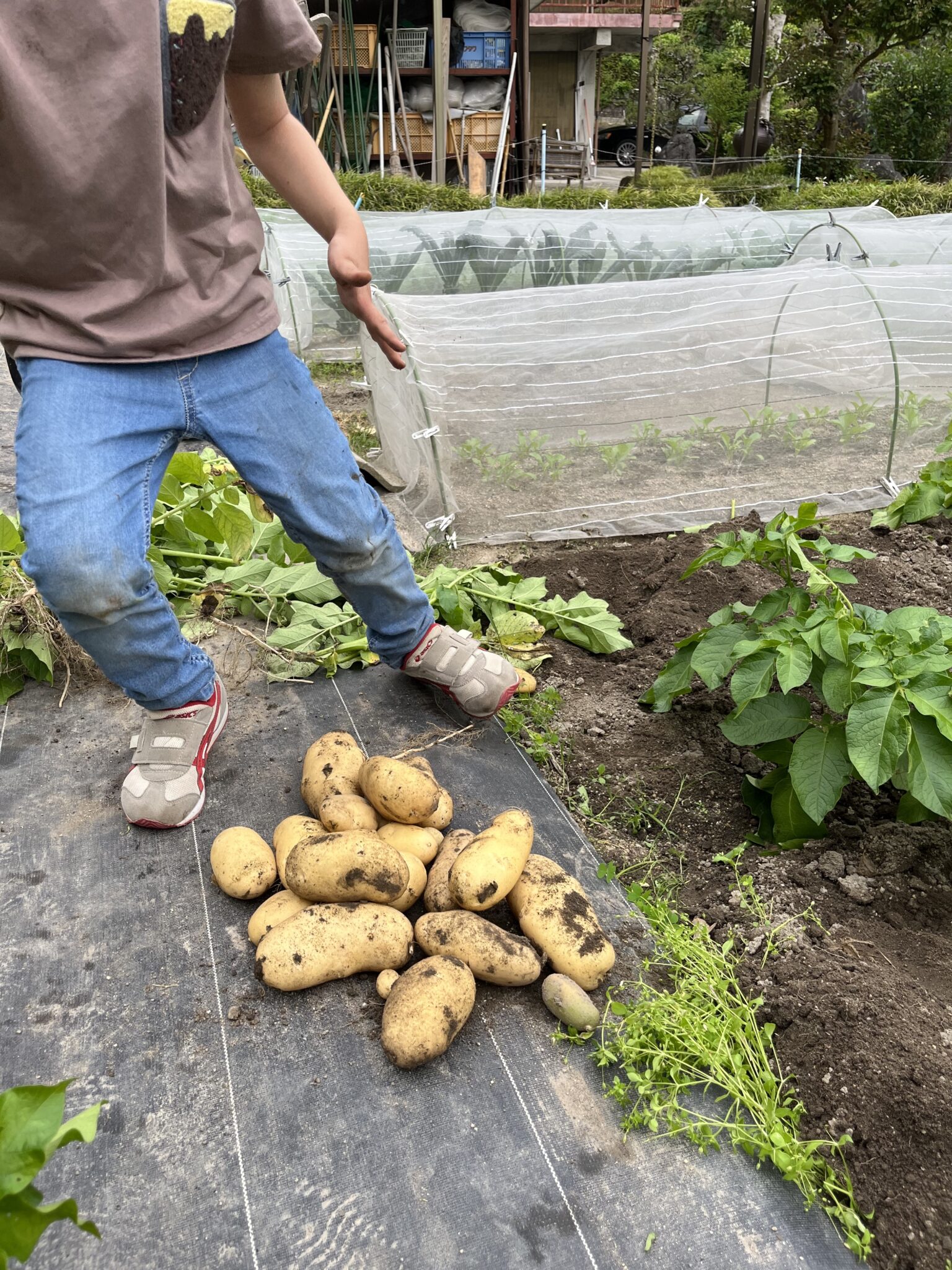 インサラータルッサ Insalata russa | OSTERiA MONTE (オステリア モンテ) インサラータルッサ Insalata russa | OSTERiA MONTE (オステリア モンテ)